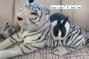 Cute bunny rabbit plays with large plush tiger