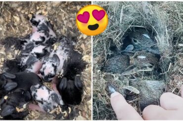 Newborn 🐰 Baby Bunnies Videos Compilation - 😍Cute Little Bunnies Ever Seen Before