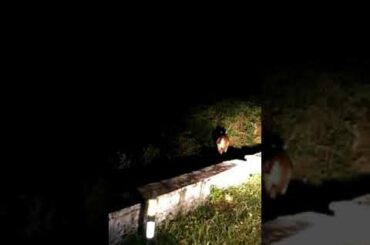 Elephant & cheetah & Sambha deer and cute rabbit come out on valparai ghats road