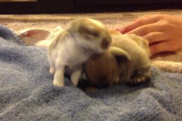 Adorable baby rabbits:  Holland Lop bunnies, 10 days old.