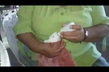 Bottle Feeding Baby Rabbits | Rabbits For Sale
