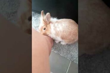 cute bunny likes to sniff around