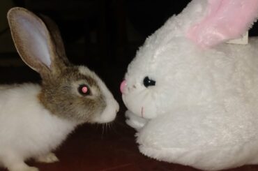 cute bunny Vs toy bunny