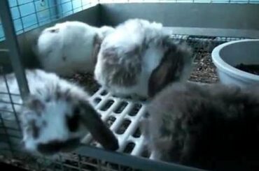 Sweet Pea's Kits ~ 5 Weeks Old ~ Baby Holland Lop Bunnies
