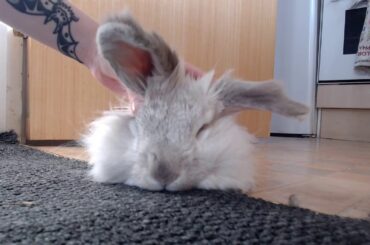 Bunny Massage: Cute Relaxation Anxiety Relief Video ASMR Meditation