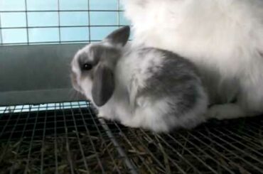 Lilly's Litter ~ 4 Weeks Old ~ Baby Holland Lop Bunny