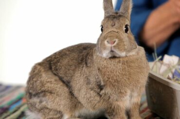 Are Rabbits Good Pets for Children? | Pet Rabbits