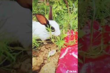 A cute rabbit grass ko khate hue