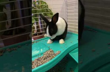 Cute Bunny Cleaning Itself!