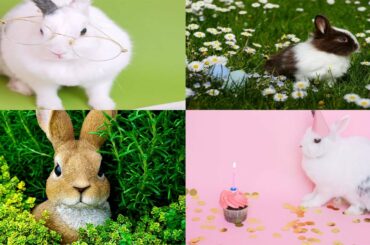 Funny and Cute Bunny