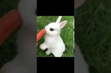 Baby rabbit eating carrot💘