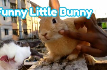 Funny Animal | Cute little Bunny Rabbit