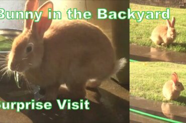 Bunny's surprise visit | Cute Rabbit in the backyard