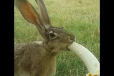 🐰Rabbit Giving Birth To Cute White Babies   Baby Bunnies So Cute😍🐰🥚