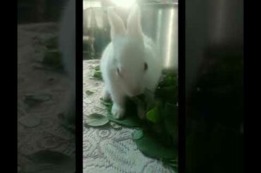 Cute rabbit baby 🥰