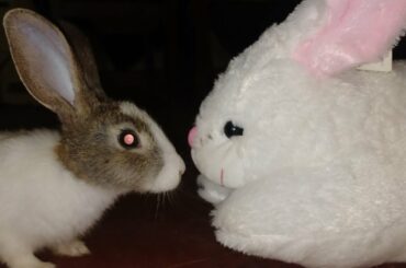 Cute bunny reaction for toy bunny