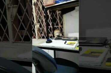 Cute Rabbit at home (2)