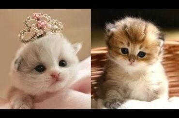 Cute And Funny Animals Compilation| Cute Baby Cats| Playful Puppies Video