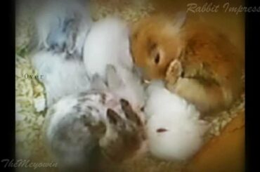 Cute Rabbit Babys - Daft Punk - Impressions 2011 [Work It Harder]