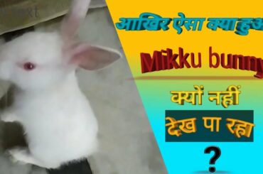 Why bunny does not see? | Vedio of cute bunny | animal wtsapp status | funny moment with rabbit