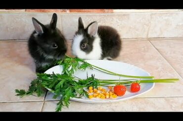Cute Little Bunnies Eating Strawberries 🐰 Bunny Hop Song 😍 Iepurași Drăgălași