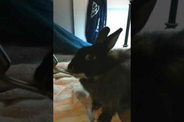 Cute Bunny (2)