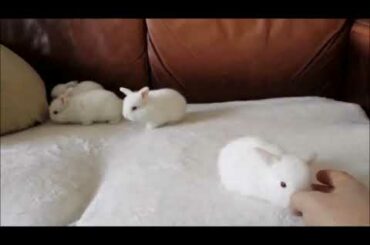 Baby Bunny Rabbit, Cute Bunny