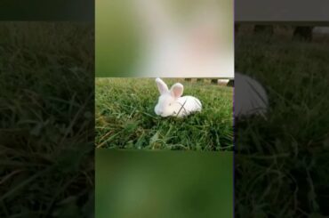 Cute bunny eating grass