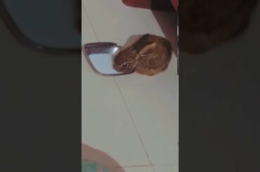 #cute bunny drinking milk