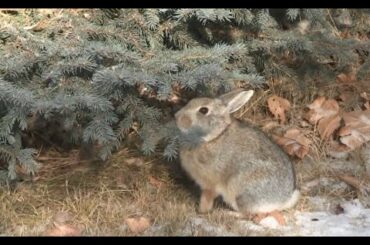How bunny rabbits stay warm