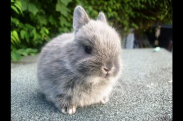 I GOT A BABY BUNNY? || Updates ||