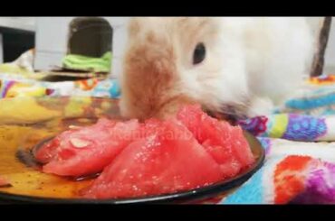 Cute Bunny Watermelon ASMR