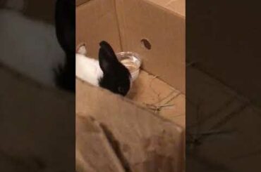 Our first day with Oreo the baby bunny 🐰🐇