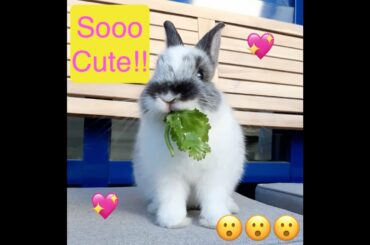 Cute Baby Bunny Rabbit Eating and Cleaning Washing Himself