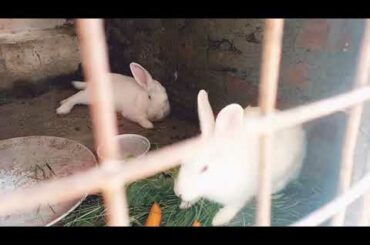 Cute baby rabbit movement of food ate