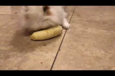 Bunny’s Favorite Food Bannana Very Cute😂