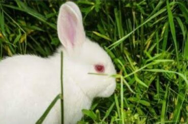 Rabbit eating leaf/bunny/cute rabbit/ muyal/pet