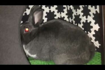 Rabbit “Digging” in Her Tunnel