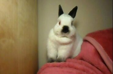 Adorable Bunny - Cute Netherland Dwarf rabbit grooming herself