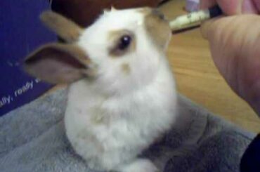 Handrearing baby rabbit