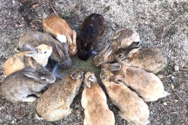 Cute｜Rabbit Island in Japan, Okunoshima #19