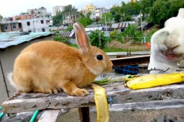 My Bunny Funny Reaction when Eating Banana | Funny Baby Animals So Cute!