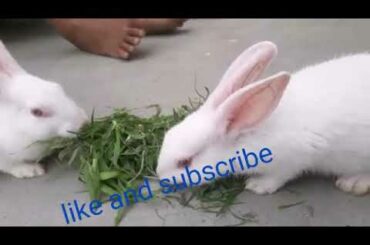 Funny baby bunny rabbit video #2 / cute rabbits compilation 2020