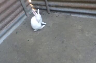 rabbit babbies