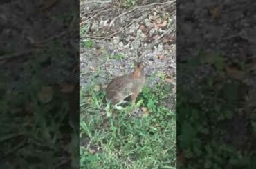 Cute rabbit in my neighbourhood always comes by and visits 🐰