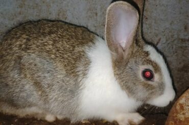 sacred Cute bunny