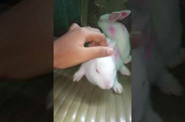 Cute Rabbit 🐰