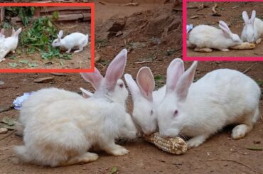 Funny and cute Baby Rabbit Videos_Animal Videos compilation 2020