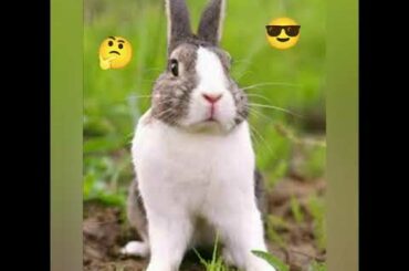 Funny and cute Rabbit videos 🤩🤩