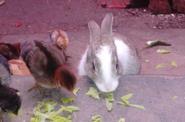 cute bunny eating